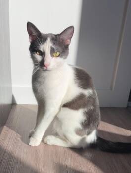 Rescue Domestic Short Hair Cats for Adoption in Bentonville, Arkansas - Faye | PetCurious