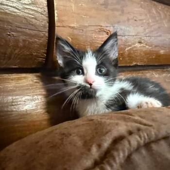 Tuxedo and Domestic Short Hair Cats Available for Adoption in Friendswood, Texas - Funky Disco | PetCurious