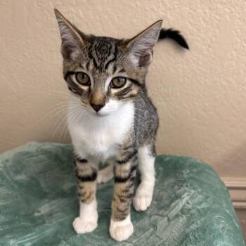 Finn -  Domestic Short Hair Cat for Adoption in Medford, Oregon - Finn | PetCurious