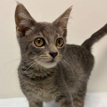 Alicen -  Domestic Short Hair Cat for Adoption in Nashville, Tennessee - Alicen | PetCurious