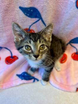 Machu Picchu -  Domestic Short Hair and Tabby Cat for Adoption in Homer Glen, Illinois - Machu Picchu | PetCurious