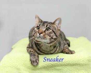Sneaker -  Domestic Medium Hair and Domestic Short Hair Cat for Adoption in Parma, Ohio - Sneaker | PetCurious