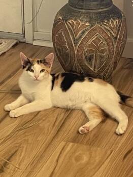 Rescue American Shorthair Cats for Adoption in Tampa, Florida - Astrid | PetCurious