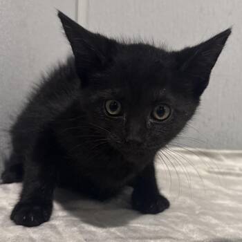 Alexei -  Domestic Short Hair Cat for Adoption in Tampa, Florida - Alexei | PetCurious