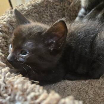 Vader -  Domestic Short Hair Cat for Adoption in Huntsville, Alabama - Vader | PetCurious