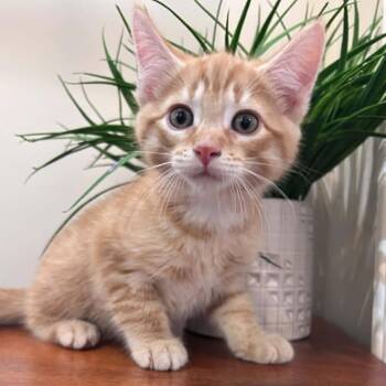 Blue - Friendly & Outgoing -  Tabby Cat for Adoption in Hamilton, Ontario - Blue - Friendly & Outgoing | PetCurious