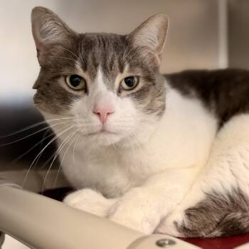 Jake -  Domestic Short Hair Cat for Adoption in Stafford Township, New Jersey - Jake | PetCurious