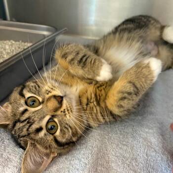 Domestic Short Hair Cats Available for Adoption - Luv Muffin | PetCurious