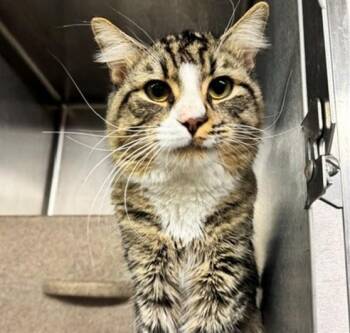 MICHAEL -  Domestic Long Hair and Domestic Short Hair Cat for Adoption in Anchorage, Alaska - MICHAEL | PetCurious