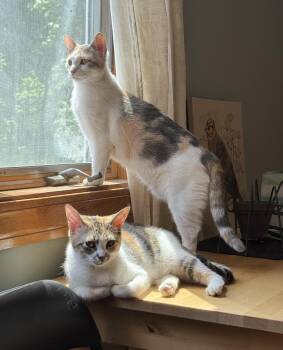 Calico Cats Available for Adoption in Sudbury, Massachusetts - Bonnie And Chrissy (pair) | PetCurious