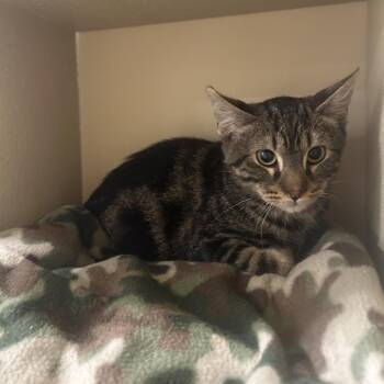Top Ramen -  Domestic Short Hair Cat for Adoption in Hemet, California - Top Ramen | PetCurious