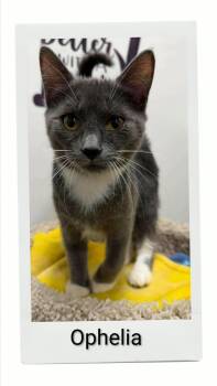 Ophelia -  Domestic Short Hair Cat for Adoption in Caistor Centre, Ontario - Ophelia | PetCurious
