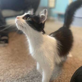 Domestic Medium Hair Cats Available for Adoption in Fairfax Station, Virginia - Paisley | PetCurious
