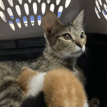 Tiger -  Domestic Short Hair Cat for Adoption in Galveston, Texas - Tiger | PetCurious