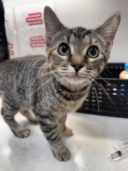 Domestic Short Hair Cats Available for Adoption in Baytown, Texas - FIORA | PetCurious