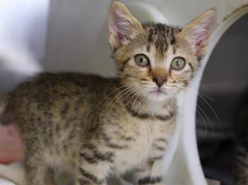 HARDWELL -  Domestic Short Hair Cat for Adoption in Tallahassee, Florida - HARDWELL | PetCurious