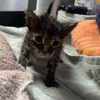 King -  Domestic Short Hair Cat for Adoption in Lufkin, Texas - King | PetCurious