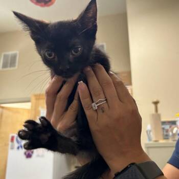Oreo McFlurry -  Domestic Short Hair Cat for Adoption in Austin, Texas - Oreo McFlurry | PetCurious