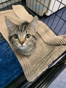 Celeste -  Domestic Short Hair Cat for Adoption in Wetaskiwin, Alberta - Celeste | PetCurious
