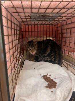 Domestic Short Hair Cats Available for Adoption - Murdock | PetCurious