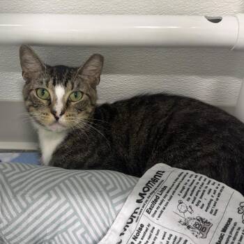 Dean -  Domestic Short Hair Cat for Adoption in Clearwater, Florida - Dean | PetCurious