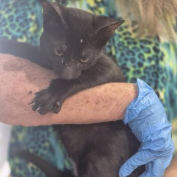 Xenos -  Domestic Short Hair Cat for Adoption in Livingston, Texas - Xenos | PetCurious