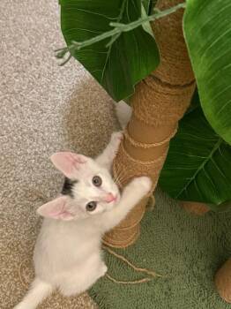 Tucson -  Domestic Short Hair Cat for Adoption in Mission Viejo, California - Tucson | PetCurious