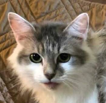 Ferge -  Maine Coon and Domestic Long Hair Cat for Adoption in Paris, Kentucky - Ferge | PetCurious