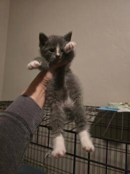 Domestic Short Hair Cats Available for Adoption in Brookings, Oregon - Lance | PetCurious
