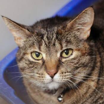 Rescue Domestic Short Hair Cats for Adoption in Hilliard, Ohio - Cindy Lou | PetCurious