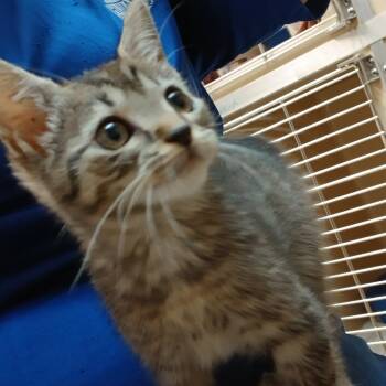 Ricki -  Domestic Short Hair Cat for Adoption in Blue Ridge, Georgia - Ricki | PetCurious