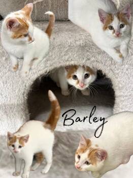 Barley -  Domestic Medium Hair Cat for Adoption in Lebanon, Kentucky - Barley | PetCurious