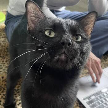Domestic Short Hair Cats Available for Adoption in Chicago, Illinois - Crawley | PetCurious