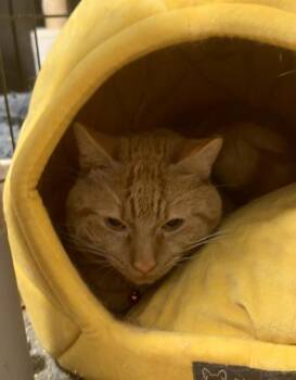 Mr. Belvidere -  Domestic Short Hair Cat for Adoption in Hoffman Estates, Illinois - Mr. Belvidere | PetCurious