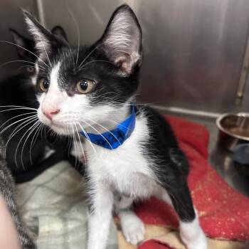 Peter -  Domestic Short Hair Cat for Adoption in Lakeland, Florida - Peter | PetCurious