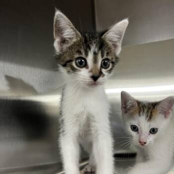 Freckles -  Domestic Short Hair Cat for Adoption in Harrisville, West Virginia - Freckles | PetCurious