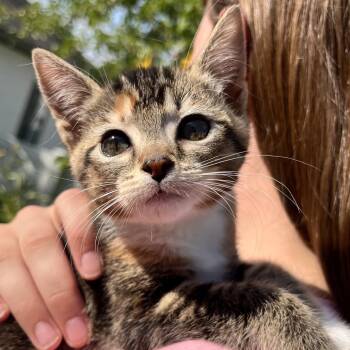 Layla -  Domestic Short Hair Cat for Adoption in Spokane, Washington - Layla | PetCurious