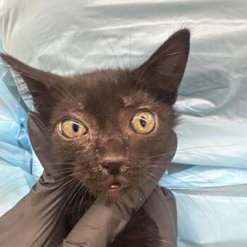 Jesy -  Domestic Short Hair Cat for Adoption in West Palm Beach, Florida - Jesy | PetCurious