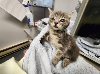 ADA -  Domestic Short Hair Cat for Adoption in Kent, Washington - ADA | PetCurious
