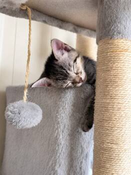 Precious -  Domestic Short Hair Cat for Adoption in Sebastian, Florida - Precious | PetCurious