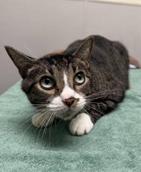 BASIL -  Domestic Short Hair Cat for Adoption in Leesburg, Virginia - BASIL | PetCurious