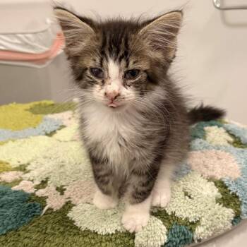Bob The Drag Queen -  Domestic Long Hair Cat for Adoption in Delaware, Ohio - Bob The Drag Queen | PetCurious