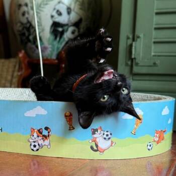 Maurice -  American Shorthair Cat for Adoption in Beloit, Ohio - Maurice | PetCurious