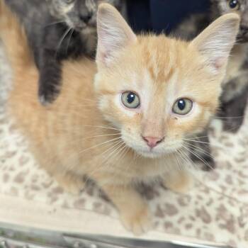 Leo -  Domestic Short Hair Cat for Adoption in Evansville, Indiana - Leo | PetCurious
