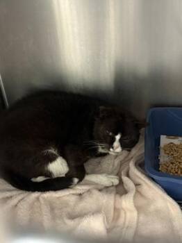 Domestic Short Hair Cats Available for Adoption in Louisburg, North Carolina - Midnight | PetCurious