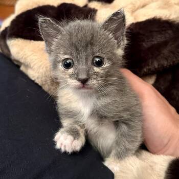 Domestic Short Hair Cats Available for Adoption in Long Beach, California - Jeffy | PetCurious