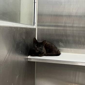 Domestic Short Hair Cats Available for Adoption in Long Beach, California - Sesame | PetCurious
