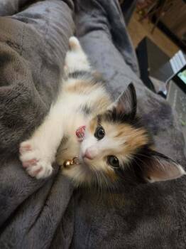 Domestic Long Hair Cats Available for Adoption in Plymouth, Michigan - Toaster Strudel | PetCurious