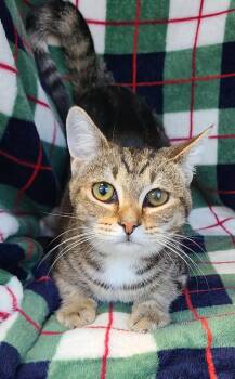 7071 (Punky Bruster) -  Domestic Short Hair Cat for Adoption in Lake City, Michigan - 7071 (Punky Bruster) | PetCurious