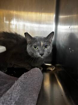 Domestic Short Hair Cats Available for Adoption in Lima, Ohio - Ophelia | PetCurious